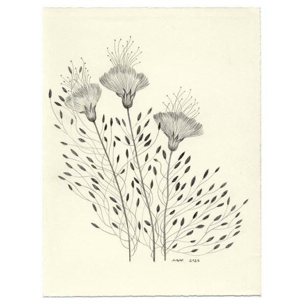 Watercolor illustration on cream colored paper of 3 graphite poppy like flowers with long stems and many tiny leaves coming out of them.