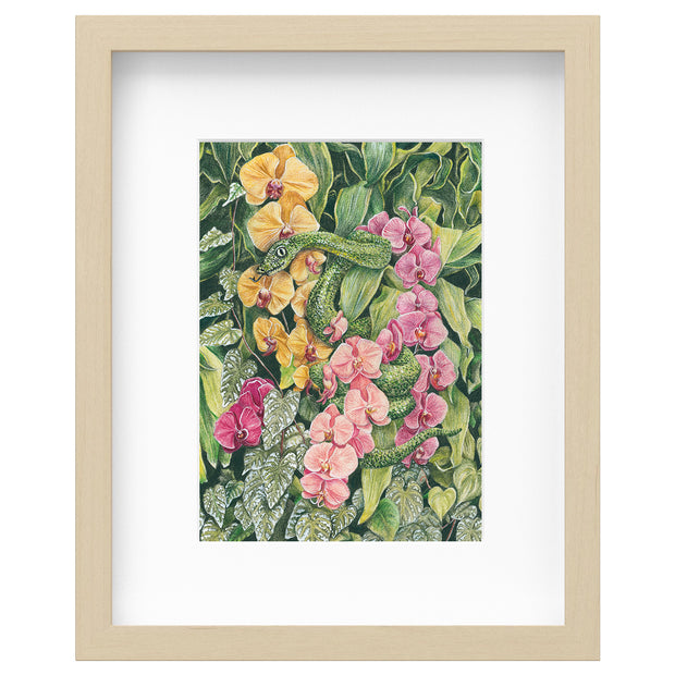 Illustration rendered with lots of detail of a green snake emerging from a series of leaves, with its body wrapped around green leaves and pink and yellow orchid flowers. Piece is framed.