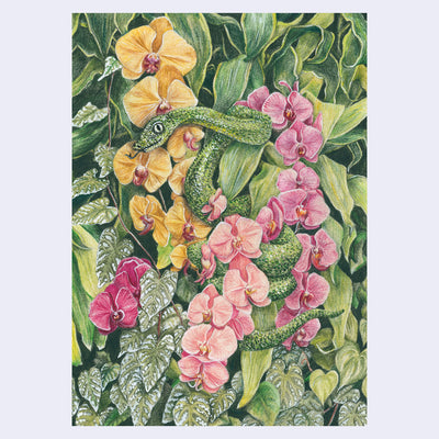 Illustration rendered with lots of detail of a green snake emerging from a series of leaves, with its body wrapped around green leaves and pink and yellow orchid flowers.