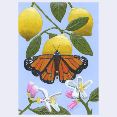 Painting of a monarch butterfly resting atop of a lemon attached to the branch with leaves and 2 more lemons behind. Below, are flower blossoms. Background is a muted purplish blue.