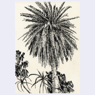 Stylistically messy ink drawing of a very large palm tree with large, full leaves.