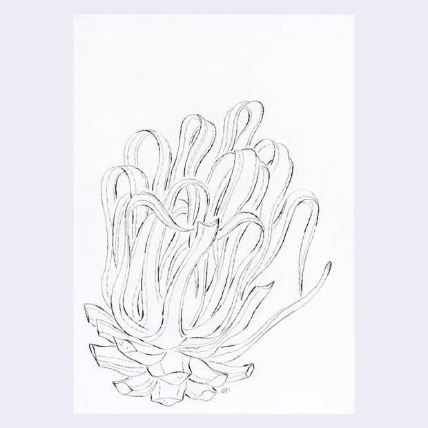 Pencil drawing on white paper of an agave plant, large with bent leaves.