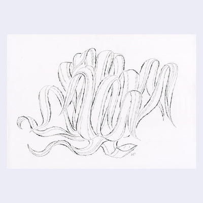 Pencil drawing on white paper of an agave plant with large bent leaves.