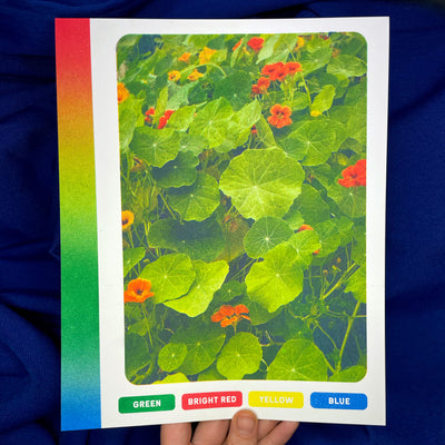 Risograph print of a photo of Nasturtiums and their green leaves, printed in green, red, yellow and blue with a gradient color chart in the left side.